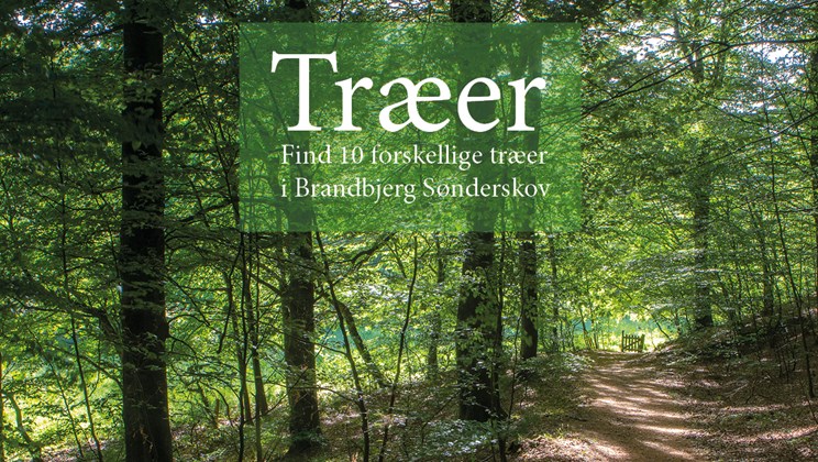 Udeskoleforløb om træerne i Brandbjerg Sønderskov