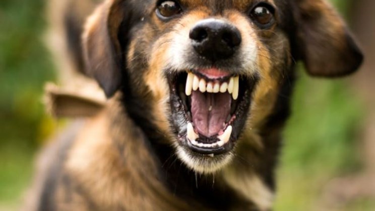 arrig hund viser tænder