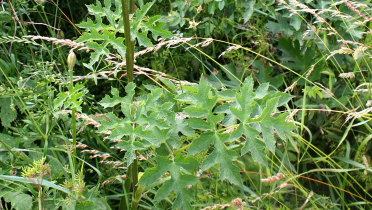 Almindelig bjørneklos blade, som her på billedet, har flere stilkede småblade. Kæmpebjørneklo har mere rabarberlignende blade.