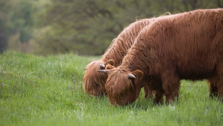 Skotsk highland kvæg på græs